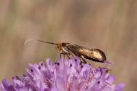 Nemophora metallica