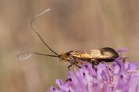 Nemophora metallica