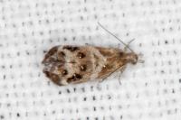 Tebenna micalis