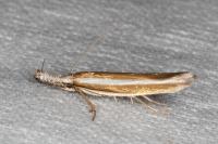 Pleurota aristella