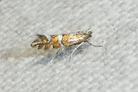Phyllonorycter insignitella
