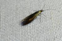 Coleophora alcyonipennella