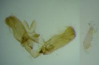 Elachista lugdunensis