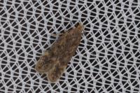Bryotropha senectella
