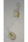 Bryotropha senectella