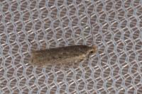 Bryotropha figulella