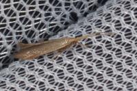 Coleophora flavipennella