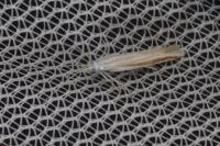Coleophora ditella