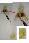 Coleophora ditella