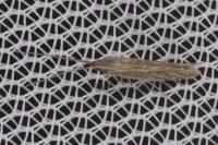 Coleophora texanella