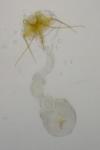 Coleophora texanella