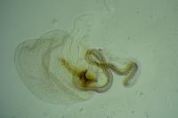 Blastobasis phycidella