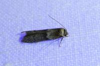 Blastobasis phycidella
