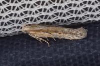 Scrobipalpula psilella