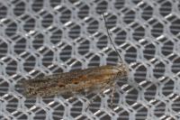 Scrobipalpula psilella