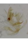 Bryotropha affinis