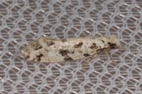 Nemapogon inconditellus