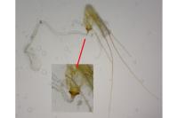 Nemapogon inconditellus