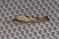 Epermenia aequidentella