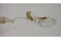 Epermenia aequidentella