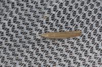 Coleophora glaucicolella