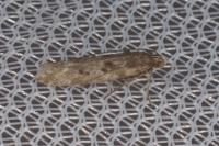 Scrobipalpa salinella