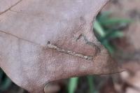 Acalyptris platani