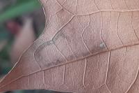 Acalyptris platani