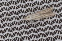 Coleophora ramosella