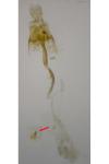 Coleophora ramosella