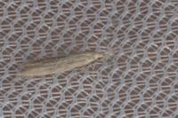 Coleophora deviella