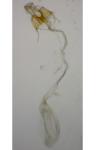 Coleophora deviella