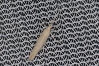 Coleophora deviella