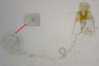 Coleophora deviella