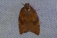 Acleris rhombana
