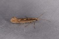 Plutella xylostella