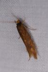 Opogona omoscopa