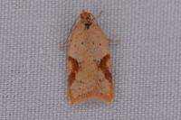 Acleris ferrugana/notana