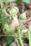 Carcina quercana