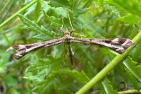 Platyptilia