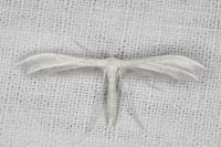 Pterophorus pentadactylus