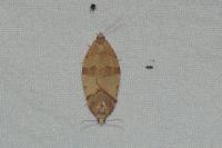 Pandemis cerasana