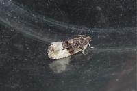 Hedya nubiferana