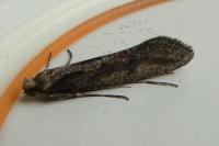 Eriocottis paradoxella