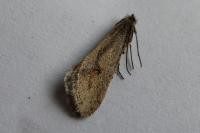 Eriocottis paradoxella