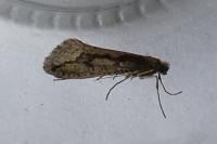 Eriocottis paradoxella