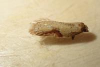 Acleris ferrugana