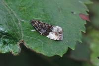 Hedya pruniana