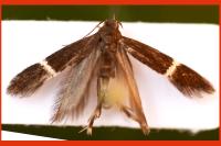 Aproaerema cinctella