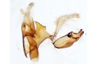 Aproaerema cinctella